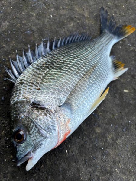 ヘチってきました