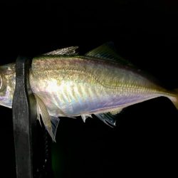雨だけど釣る‼︎