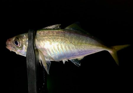 雨だけど釣る‼︎