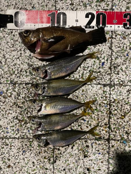 ナイトアジング