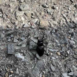 二夜連続エギング