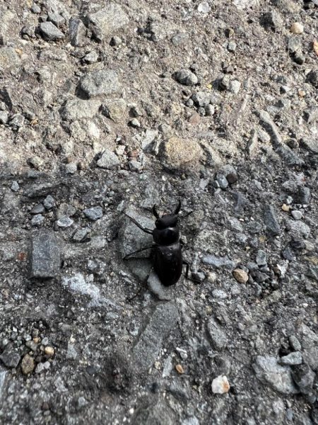 二夜連続エギング