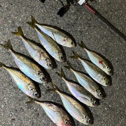 久しぶりのアジ