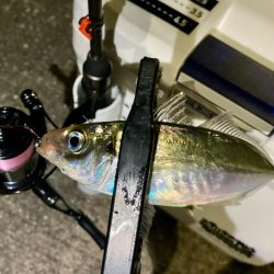 久しぶりの中アジ!