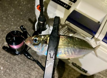 久しぶりの中アジ!