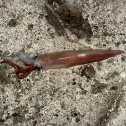 ロックアジング