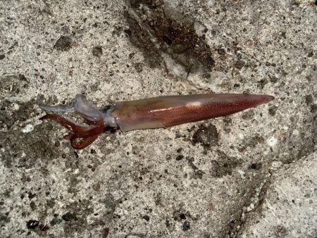 ロックアジング