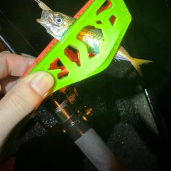 GMさん？そろそろタコ釣りですね！