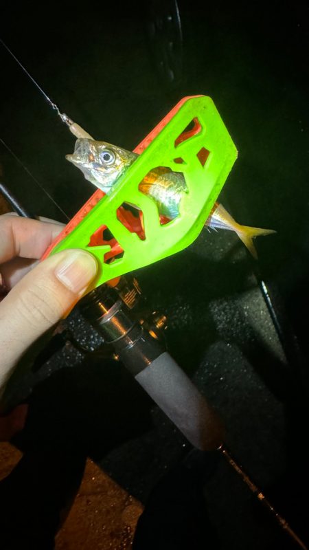 GMさん？そろそろタコ釣りですね！