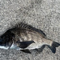 エビ撒き釣りでおチヌさん