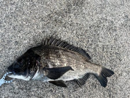 エビ撒き釣りでおチヌさん