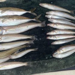 アジは何処（苦笑）