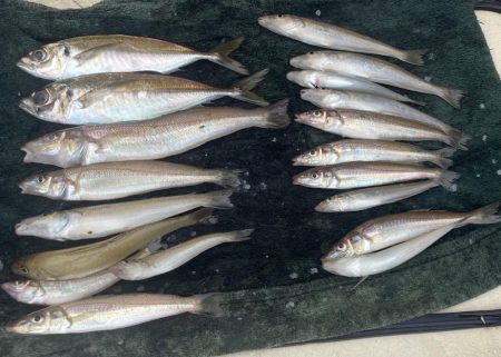 アジは何処（苦笑）