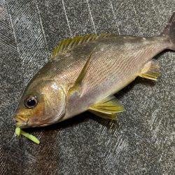 バチコンゲームを堪能