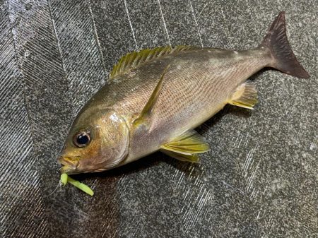 バチコンゲームを堪能