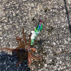 ⭐️擦られすぎ