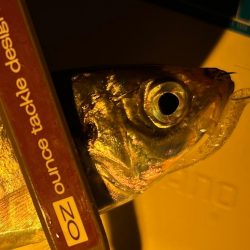 まだまだいけそうですね