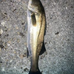 2024ライトゲーム第22戦