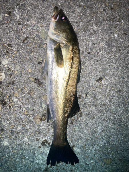 2024ライトゲーム第22戦