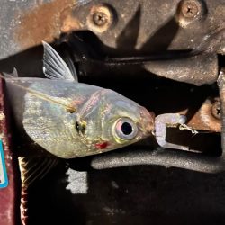 雨の中の表層パターン