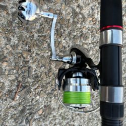 タコは気まぐれ？