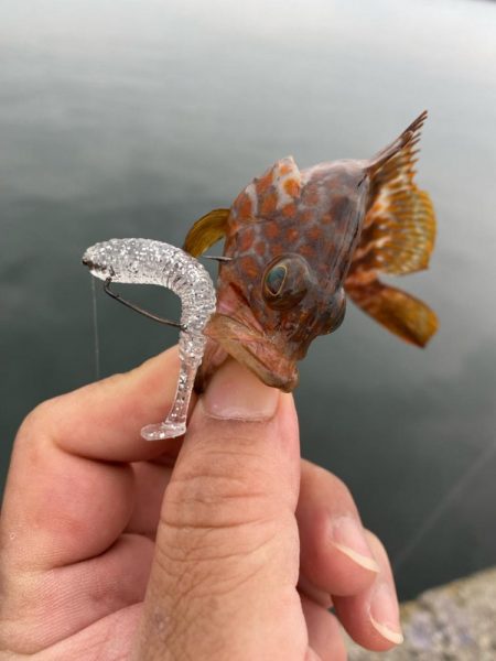 尺オーバーのキジハタ