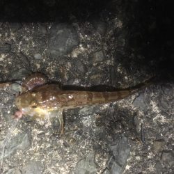 日本海アオリイカ釣行