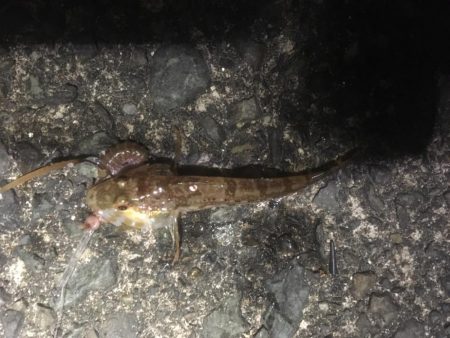 日本海アオリイカ釣行