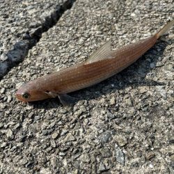 エソ以外釣れませんかねぇ?