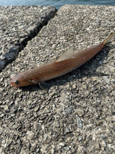 エソ以外釣れませんかねぇ?