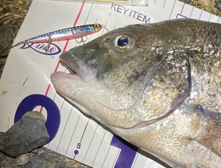 ナイトチニングゲーム