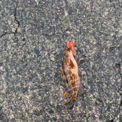 2日大雨後の根魚調査