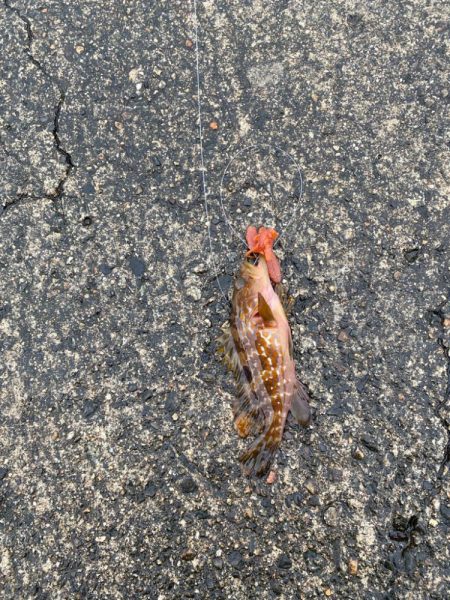 2日大雨後の根魚調査