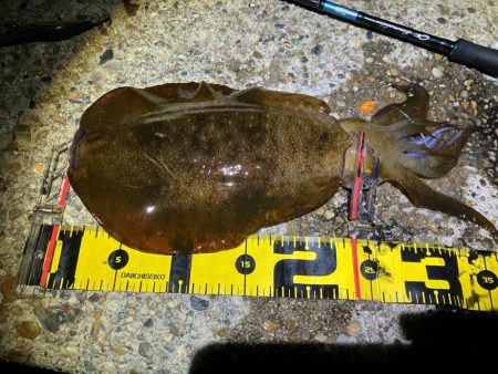 エギング楽しい(^.^)