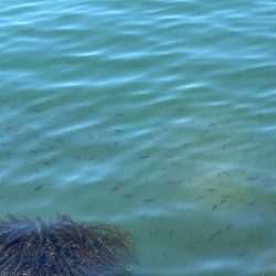 魚津港フカセ釣り