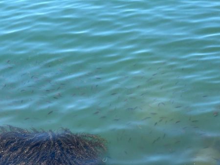 魚津港フカセ釣り