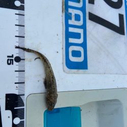 シロギスタの即日リベンジ