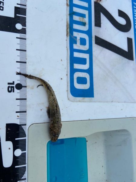 シロギスタの即日リベンジ