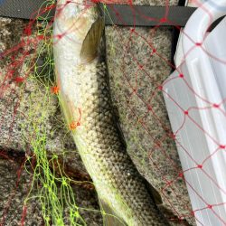 福井市鷹巣地磯フカセ釣り