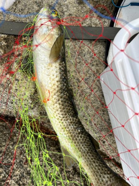 福井市鷹巣地磯フカセ釣り