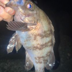 2024ライトゲーム第21戦