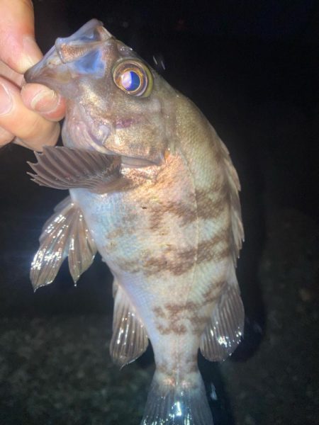 2024ライトゲーム第21戦