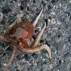 タコは気まぐれ 5