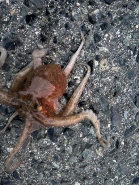 タコは気まぐれ 5