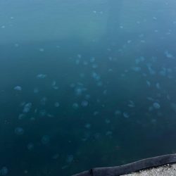 アジジグ釣行　淡路島