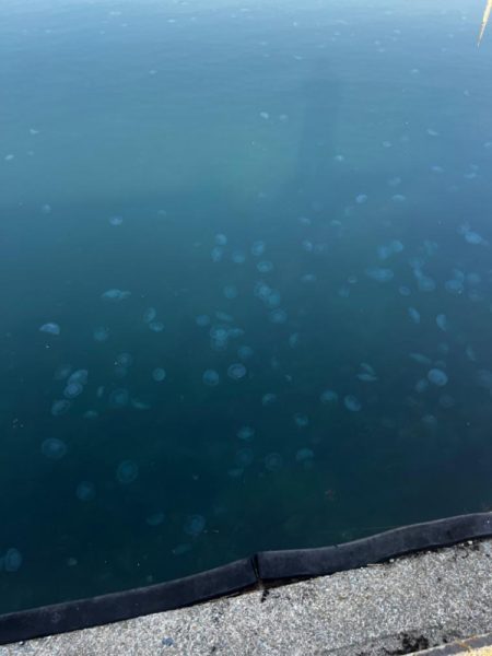 アジジグ釣行　淡路島