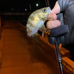 ライトゲーム　メバル釣査