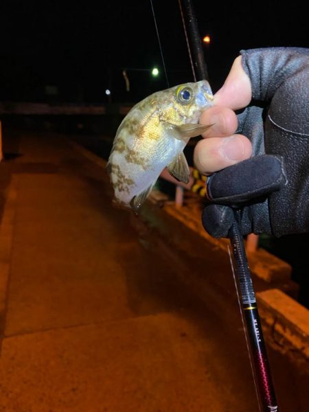 ライトゲーム　メバル釣査