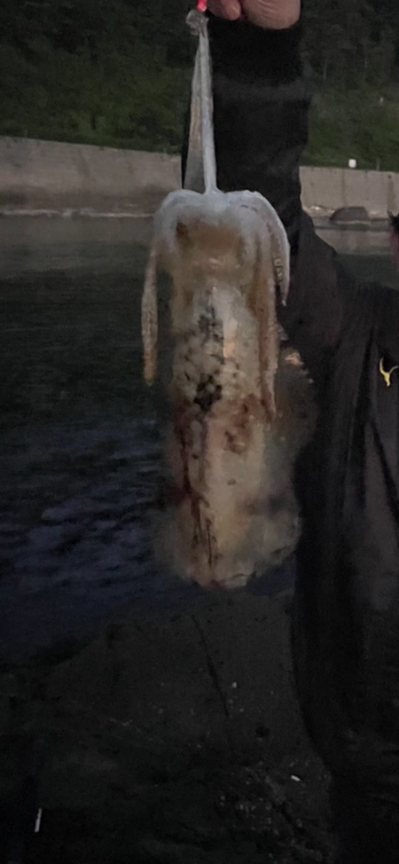 春イカエギング香住う