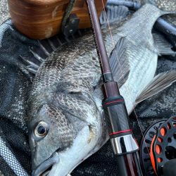 ヘチってきました